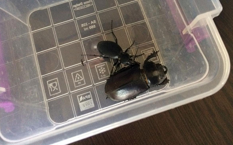 Polis operasyonunda endemik böcekler ele geçirildi