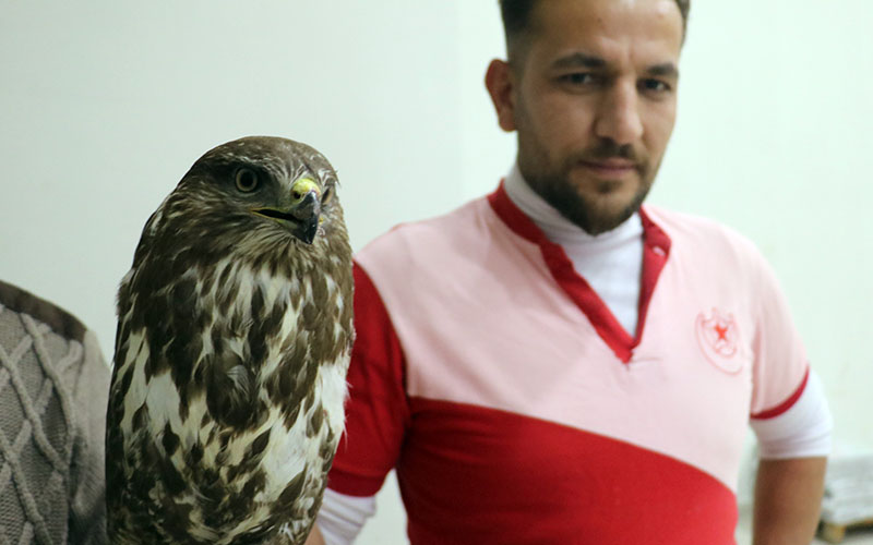 Yol kenarında yaralı buldu, 900 kilometre taşıdı