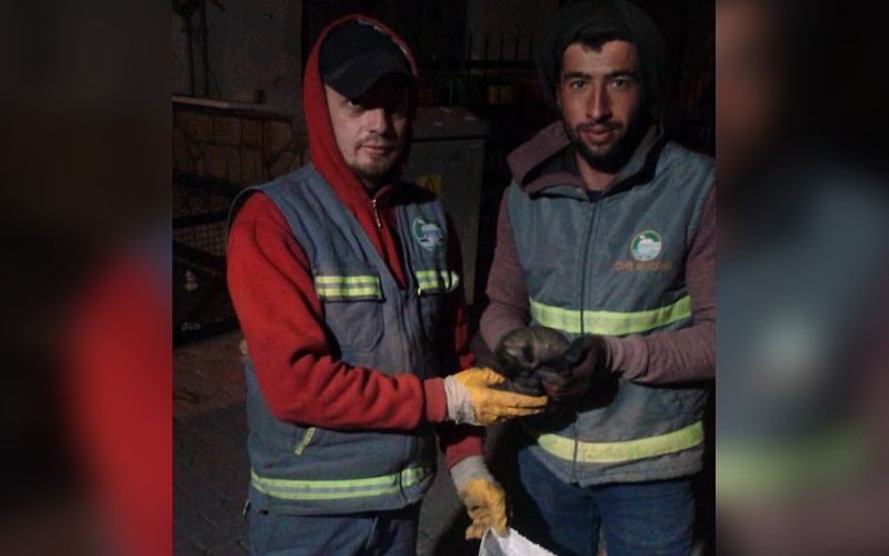 Yavru köpekler az daha çöp kamyonunda presleniyordu