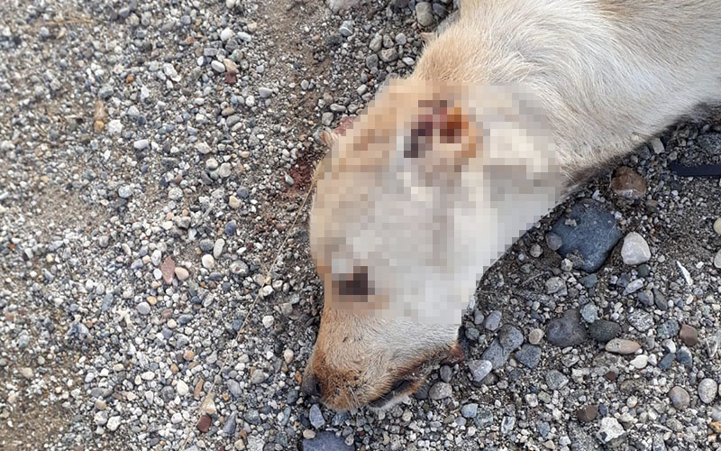 Sokak köpeği işkenceyle telef edildi