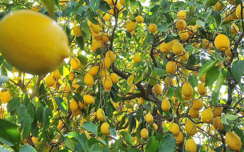 Kilo fiyatı 10 lirayı aştı, limon ihracatı ön izne bağlandı