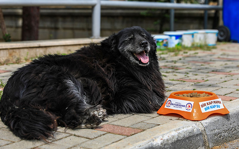 Büyükşehir Belediyesi, sokak hayvanları için mama bıraktı