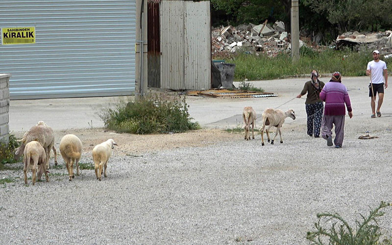 Kaçan koyunları polis geri götürdü