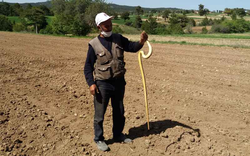 1,5 metrelik yılanla oyuncak gibi oynadı
