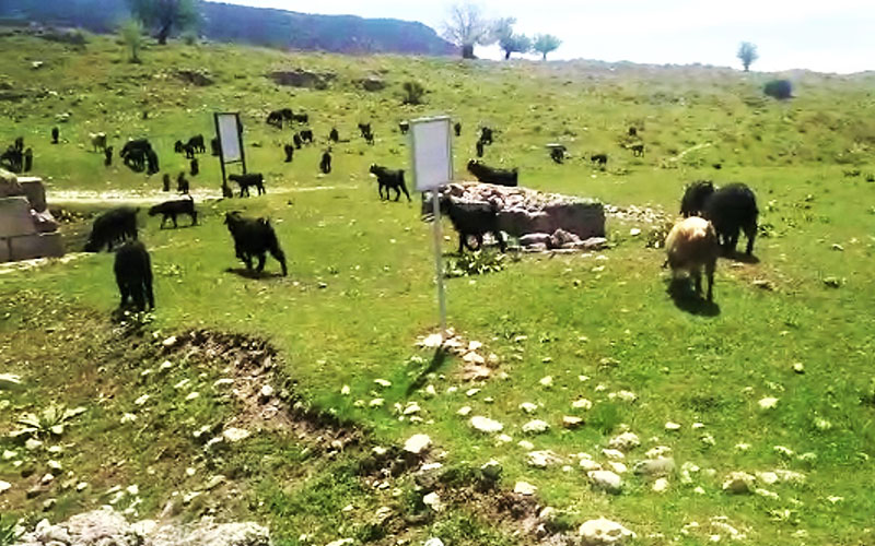 Antik kent Tabea, koyun ve keçilerin otlak yerine dönüştü