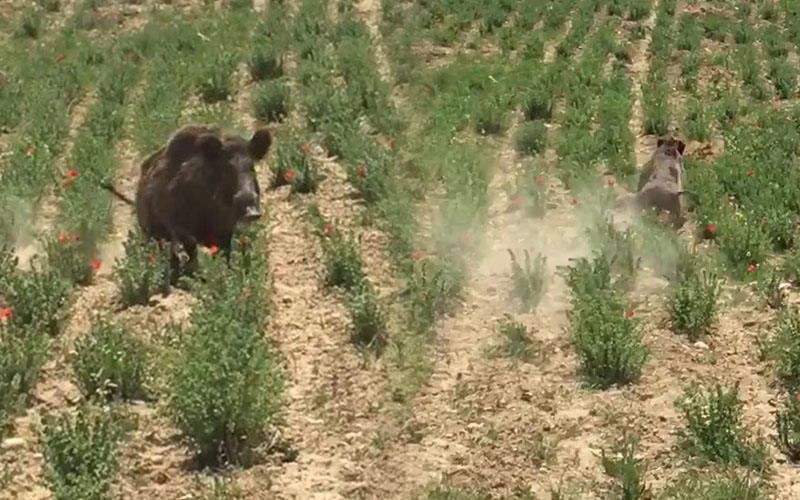 Kekik tarlasına giren domuzu traktörle uzaklaştırdı