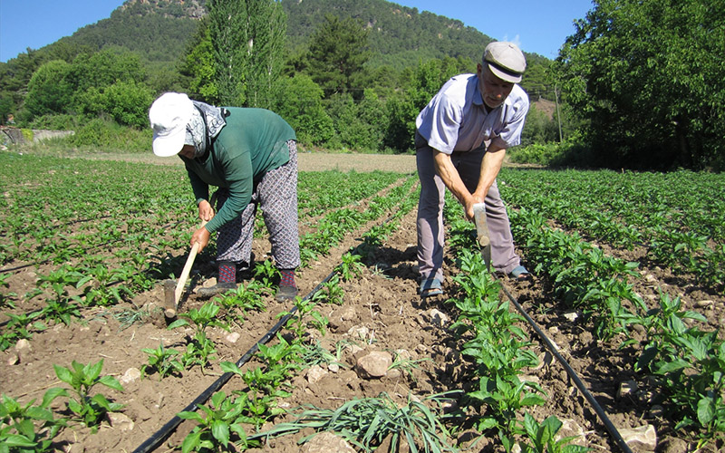 Kale biberinde hasat dönemi başladı