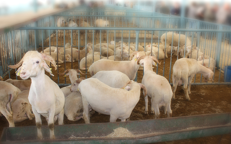 Canlı hayvan pazarlarında kurbanlık satışı önlemleri