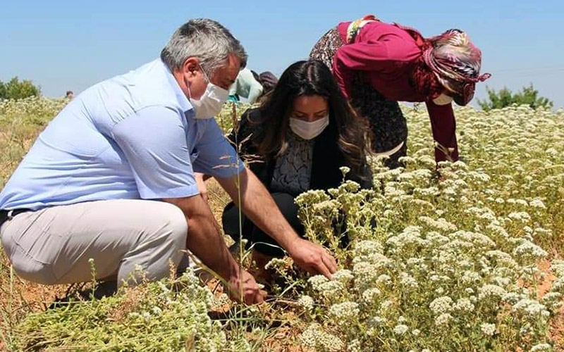 Kadın kaymakam çizmeleri çekip, kekik hasadı yaptı