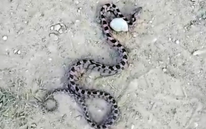 Doğada ender rastlanan kedi gözlü yılan Denizli’de görüntülendi