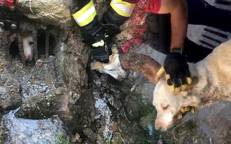 Su kanalında mahsur kalan köpek kurtarıldı