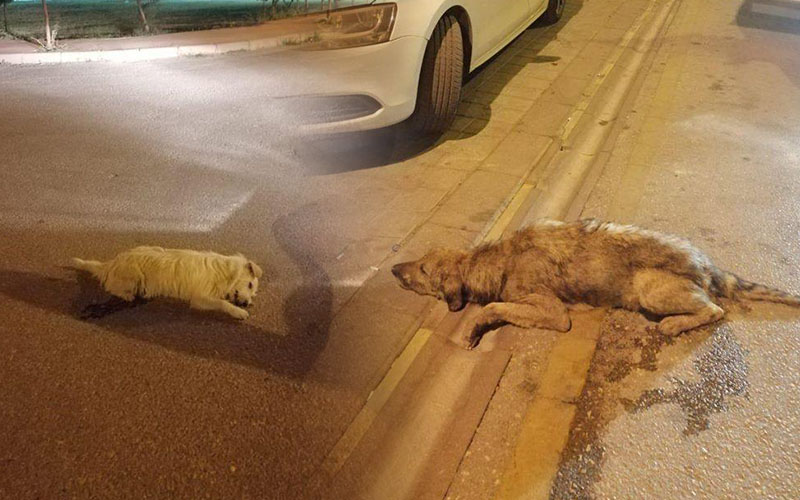 Zehirlenen köpekler yol ortasında can çekişerek öldü