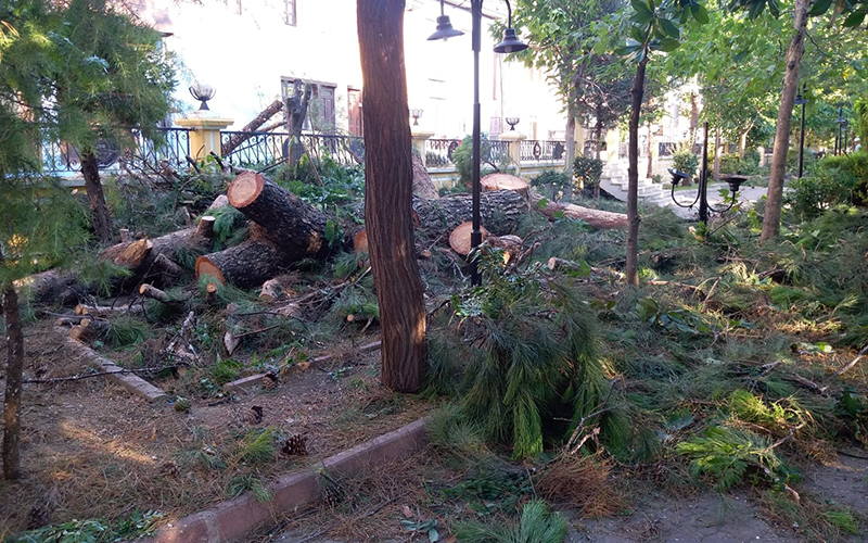 Buldan Belediyesi, parktaki çam ağaçlarını kesti