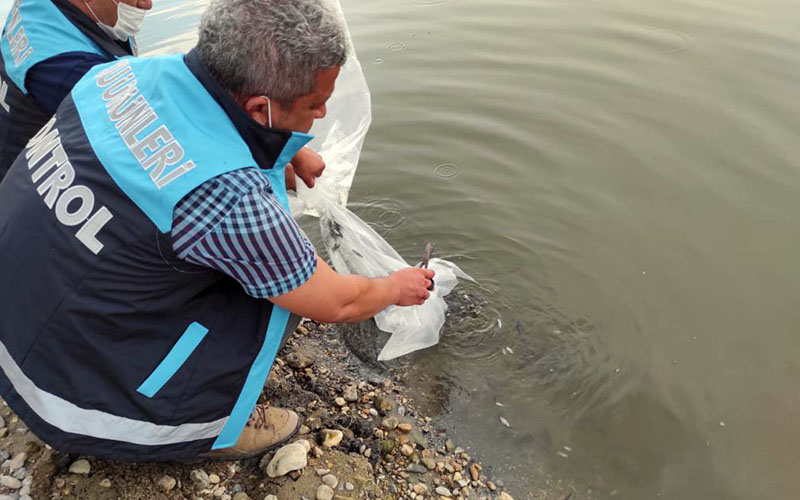 Denizli’deki göl ve göletlere balık bırakıldı