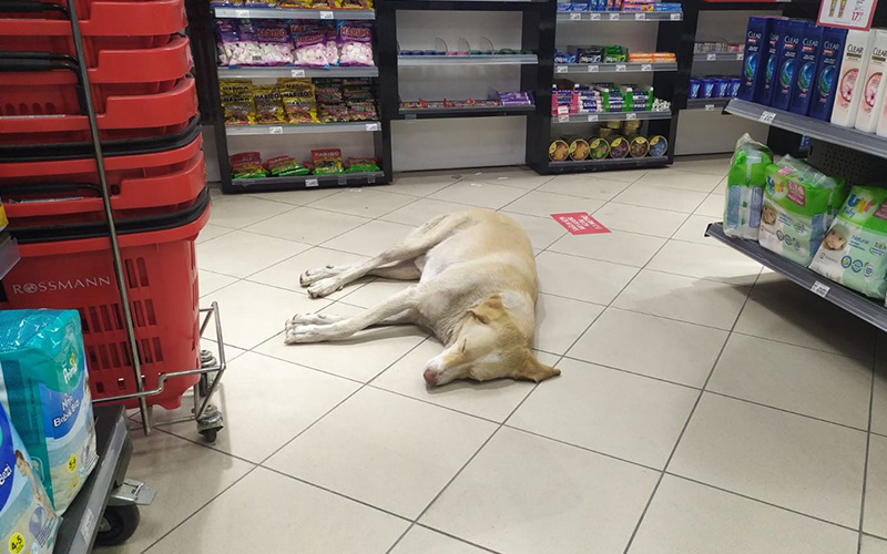 Sıcaktan bunalan köpek markete girip uykuya daldı