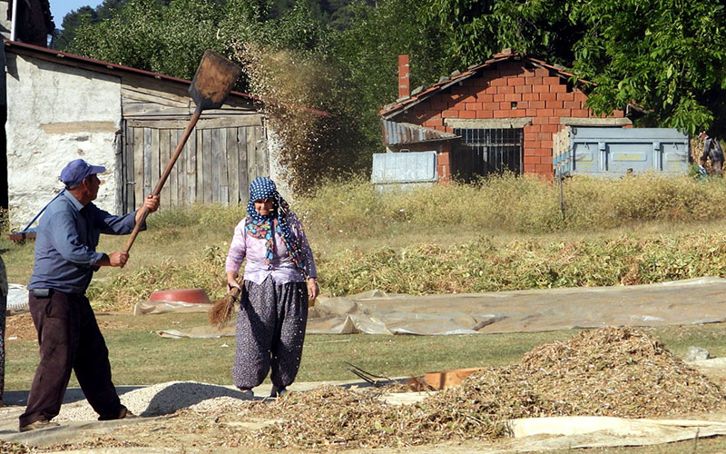 Yerli tohumla üretilen Buldan börülcesinde hasat vakti