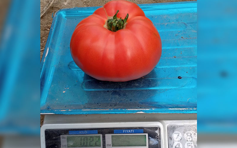 Bu domateslerin ağırlığı 1 kilo