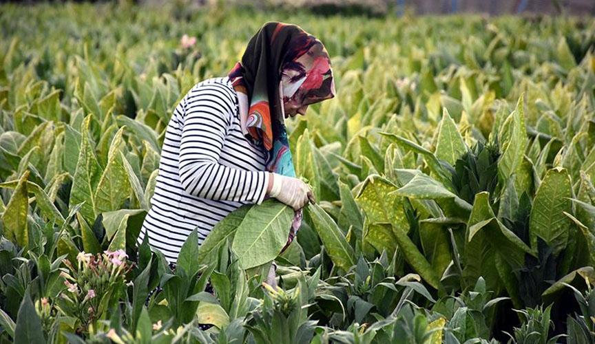 Denizli’de sözleşme dışı üretilen tütünlerin alım-satım esasları belirlendi