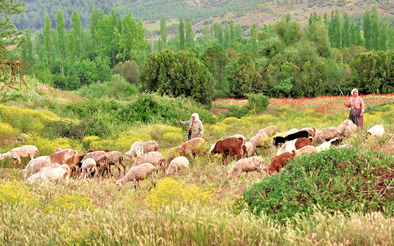 Hatçe Yenge…