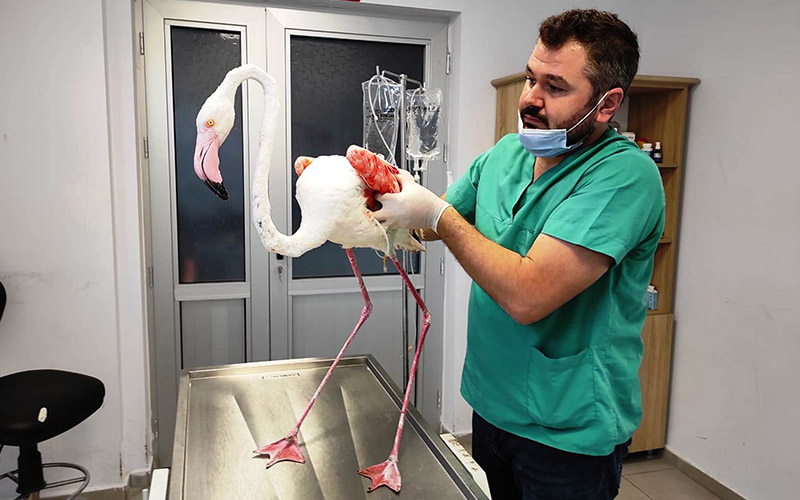 Tedavisi tamamlanan flamingo doğal hayatına bırakıldı
