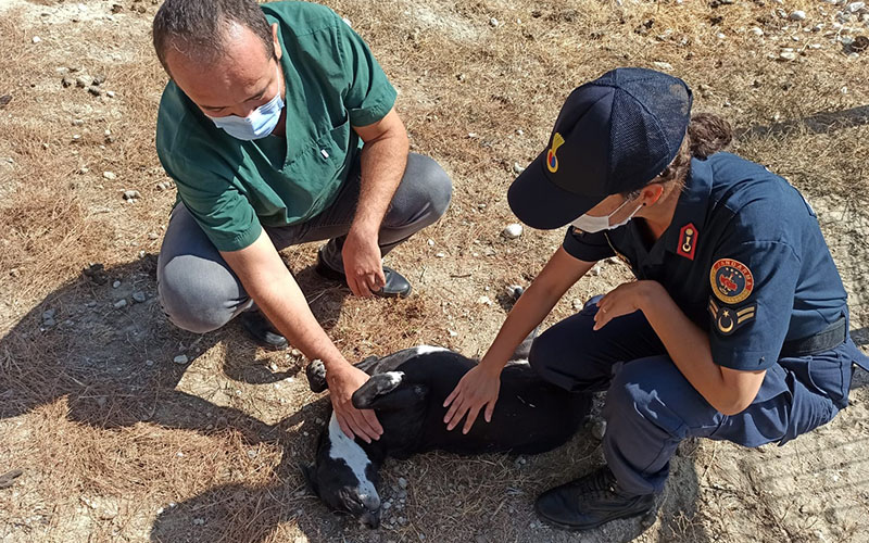 Yaralı köpeğe jandarma şefkati