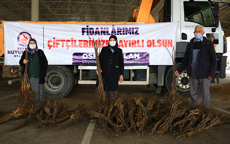 Denizli’de üreticiye ceviz fidanı desteği