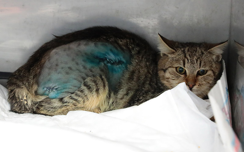 Vücuduna demir çubuk saplanan kedi kurtarıldı