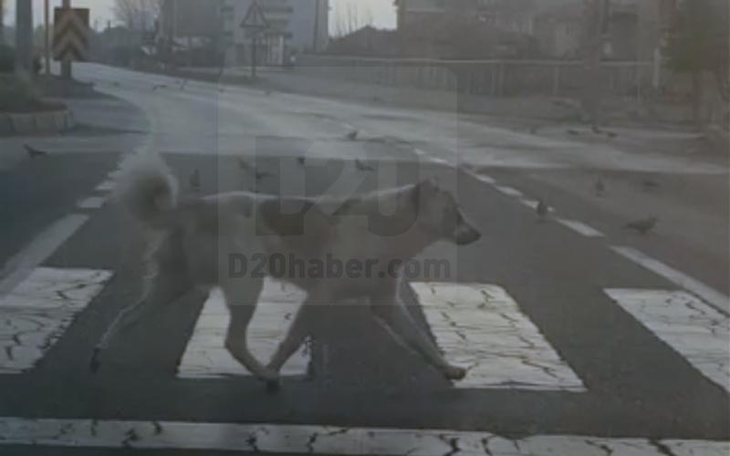 “Trafik kuralına insanlardan daha duyarlı” dedirten köpekler
