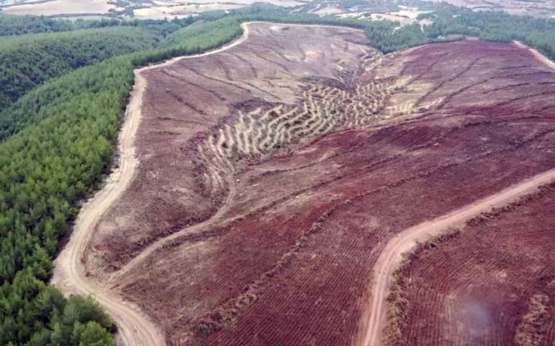 Endüstriyel Plantasyon Sahası oluşturulacak