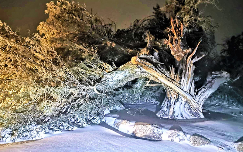 Fırtına 500 yıllık ağacı ikiye böldü