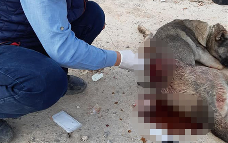 Denizli’de köpekleri bıçaklayıp kaçtılar