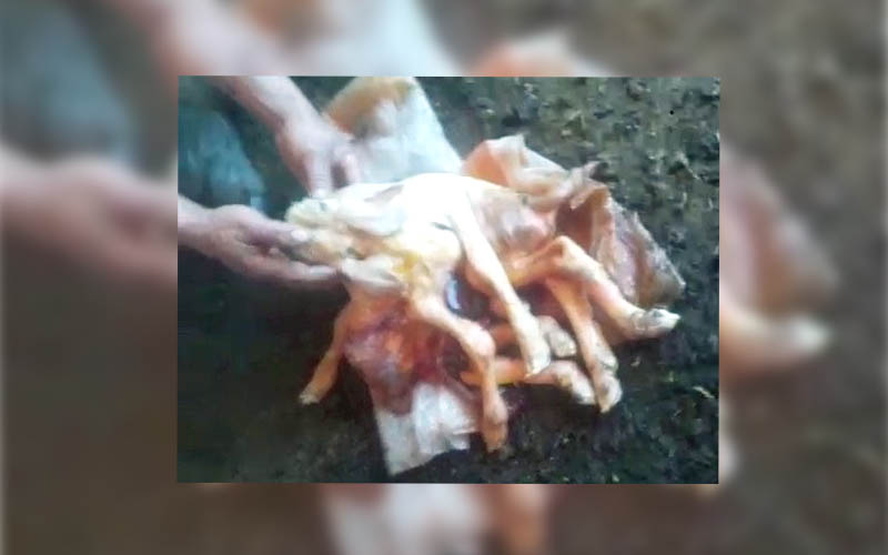 Bu kuzu 3 gözlü ve 8 bacaklı doğdu