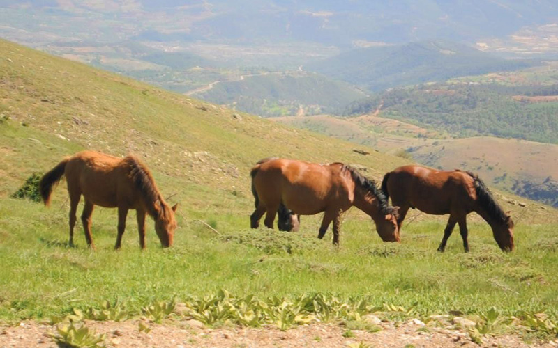 Yılkı atları Babadağ’ın yükseklerini mesken tuttu