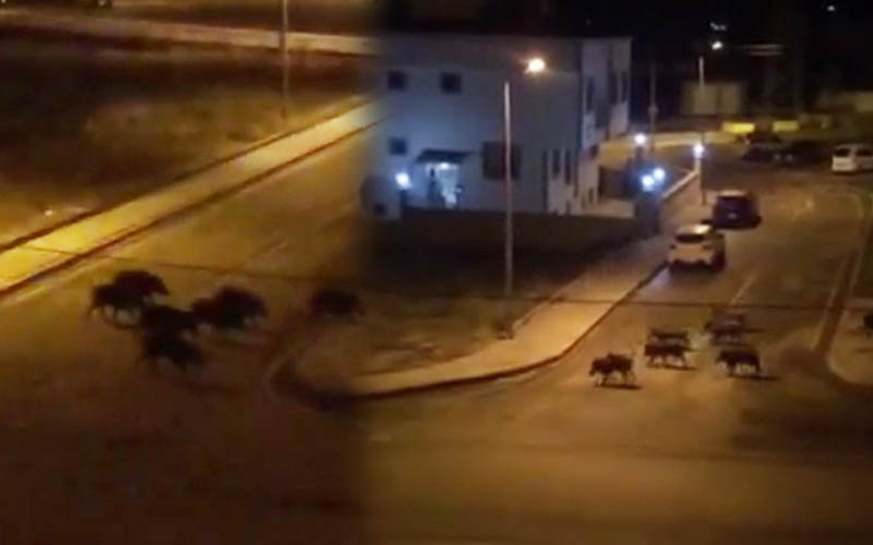 Aç kalan domuzlar yiyecek için kente indi