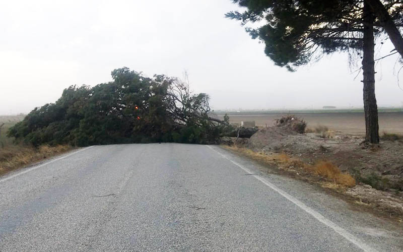 Fırtına dev çam ağacını karayoluna devirdi