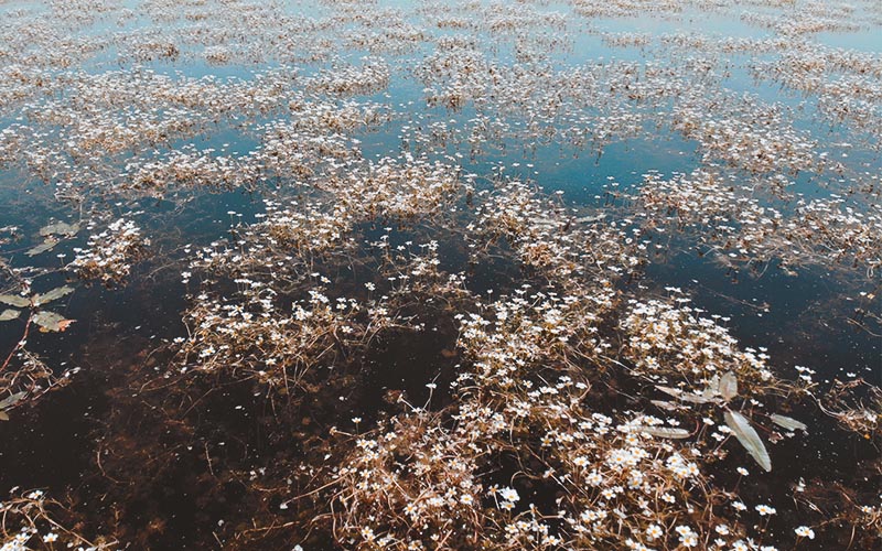 Su seviyesinin azaldığı Işıklı Gölü’nde papatya tarlaları oluştu