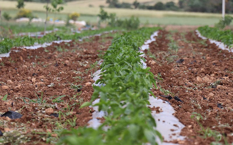 Kale Biberi fidanları toprakla buluştu
