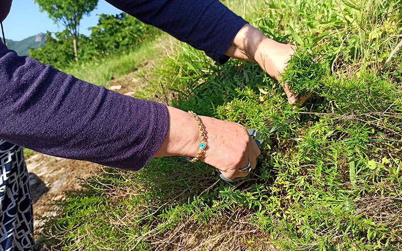 Kekik kuraklıktan etkilendi, rekolte yüzde 50 azaldı