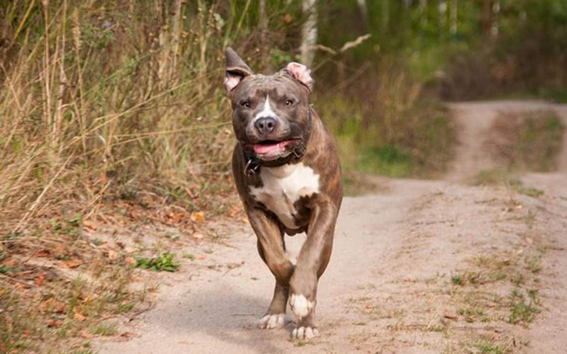 Bu köpekleri sahiplenen 11 bin lira ceza ödeyecek