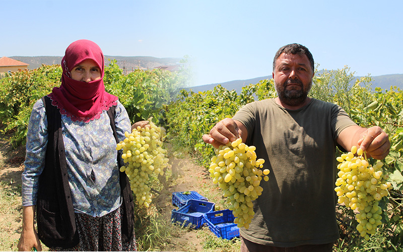 Buldan’da turfanda çekirdeksiz Sultaniye üzüm hasadı başladı