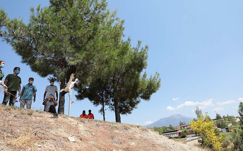 Tedavileri tamamlanan 3 kuş yeniden kanat çırptı