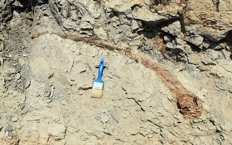 Buldan’da 17 milyon yıl öncesine tarihlenen fil dişi fosili bulundu