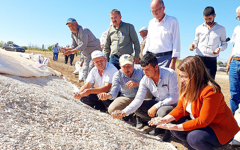 Karaca: Ayçiçeğinde maliyet arttı, satış fiyatı düştü, taban fiyat uygulanmalı