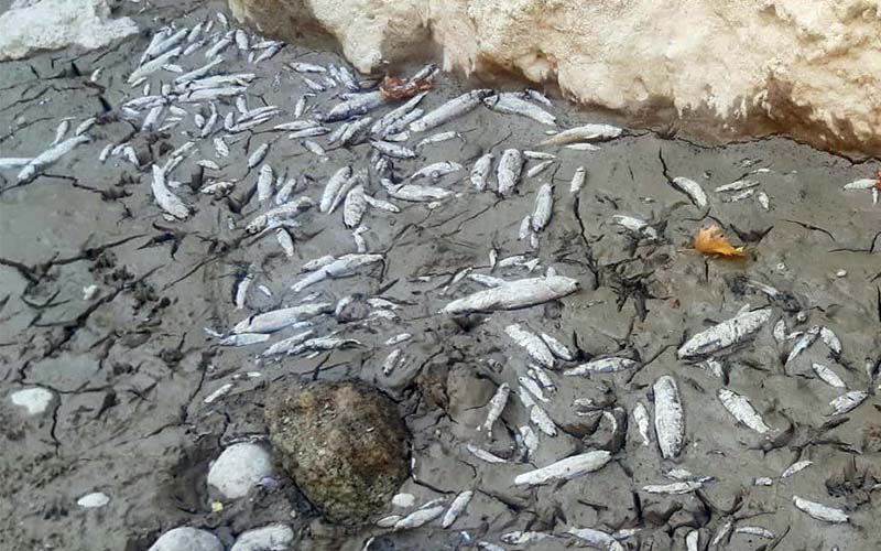 Büyük Menderes’te sular çekildi, binlerce balık telef oldu