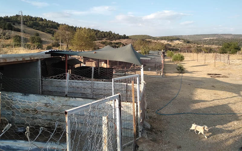 Buldan’a Sokak Hayvanları Bakım Evi ve Rehabilitasyon Merkezi yapılacak