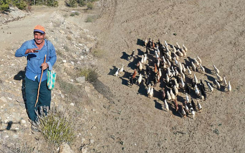 Çameli’de kaybolan küçükbaş hayvanlar drone ile bulundu