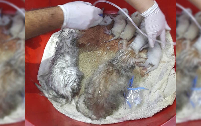Yoğun dumana maruz kalan kedileri sağlık ekipleri kurtardı