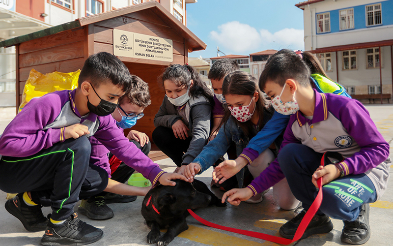 Denizli Büyükşehir Belediyesinden her okula bir sokak köpeği