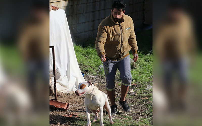 Çocuğa saldıran pitbull cinsi köpeğin sahibi serbest bırakıldı
