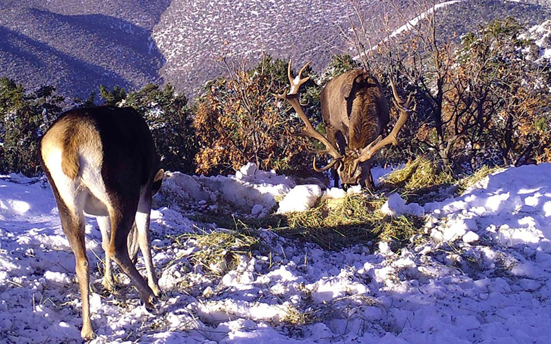 Akdağ’daki kızıl geyikler fotokapanla görüntülendi